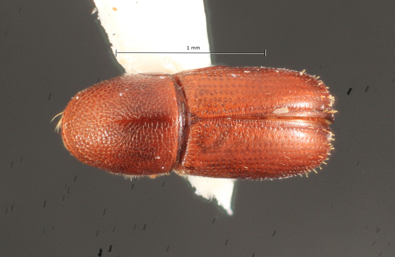 Genus / Species: Araptus tabogae | Image Author: TH Atkinson | Location: Panamá, Panamá, Ft. Clayton, Albrook Forest | Collection: T.H. Atkinson, synoptic collection