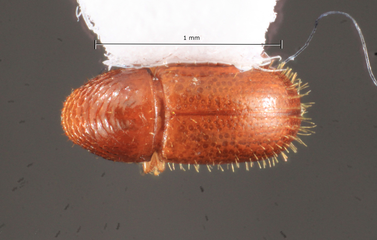 Genus / Species: Araptus costaricensis | Image Author: TH Atkinson | Location: Brazil, Amazonas, Reserva Ducke | Collection: British Museum (Natural History)