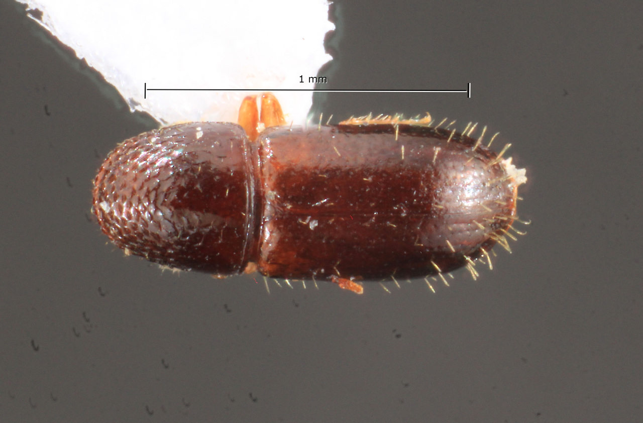 Genus / Species: Araptus varius | Image Author: TH Atkinson | Location: Brazil, Amazonas, Reserva Ducke | Collection: T.H. Atkinson, synoptic collection