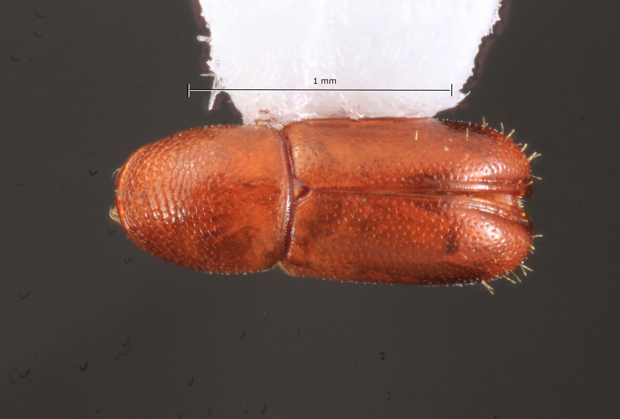Genus / Species: Araptus exigialis | Image Author: TH Atkinson | Location: Panamá, San Blas, Nusagandi | Collection: California State Collection of Arthropods
