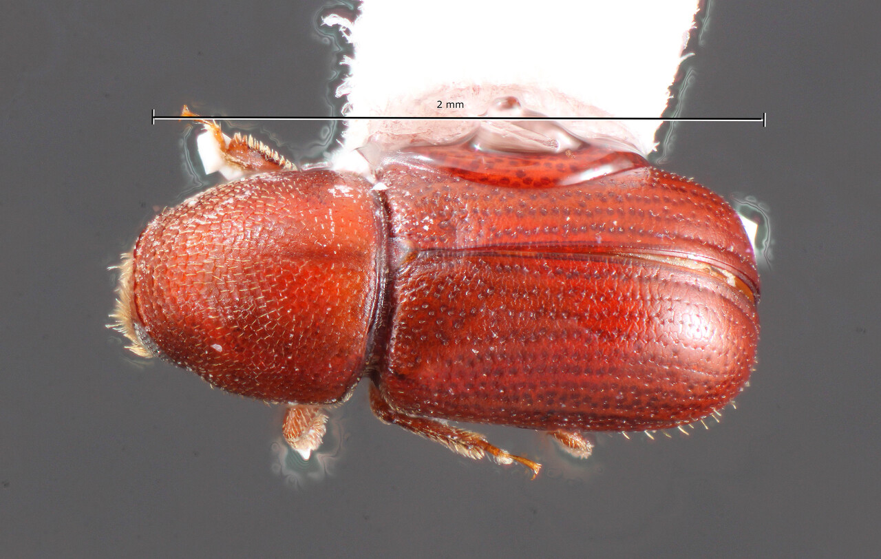Genus / Species: Araptus turnbowi | Image Author: TH Atkinson | Location: Rep. Dominicana, La Vega, Manabao, 1 km NW | Image Type: allotype | Collection: Florida State Collection of Arthropods