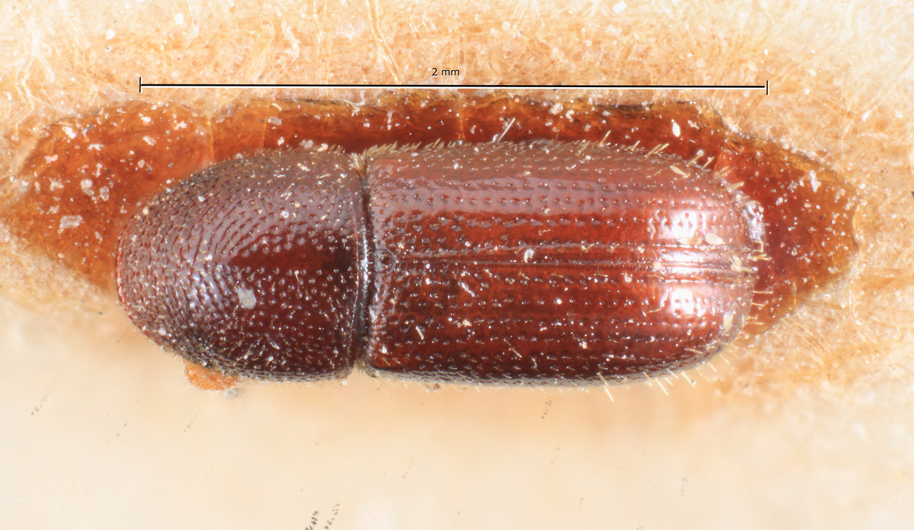 Genus / Species: Araptus xylotrupes | Image Author: TH Atkinson | Location: Argentina, Tucumán, Tucuman | Collection: Instituto Fundación Miguel Lillo