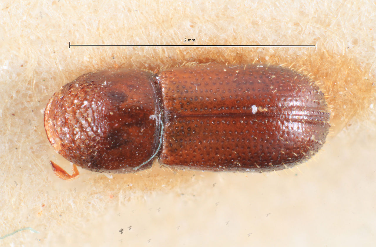 Genus / Species: Araptus argentiniae | Image Author: TH Atkinson | Location: Argentina, Misiones, Santa Maria | Image Type: syntype | Collection: Museo de la Plata