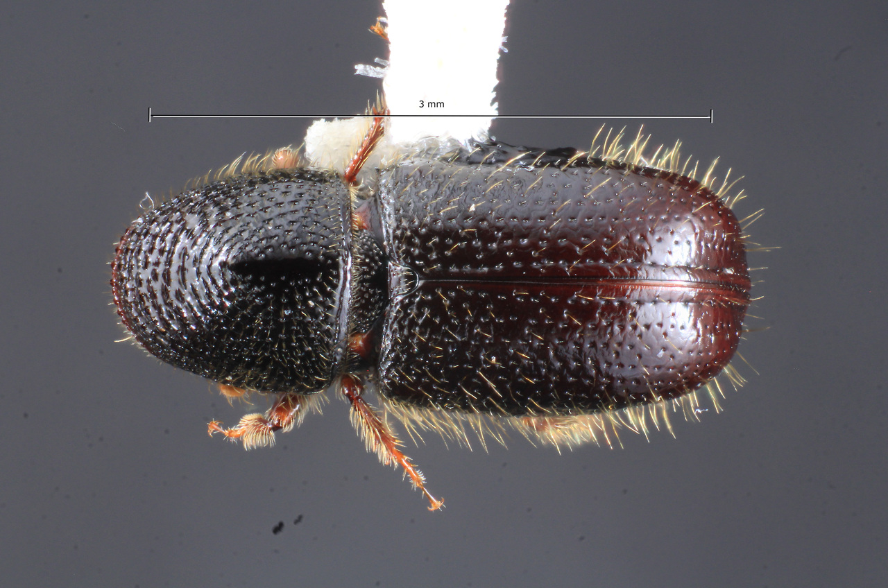 Genus / Species: Conophthorus monophyllae | Image Author: TH Atkinson | Location: United States, California, Pat Keyes Canyon, Inyo Mtns. | Collection: University of Texas Insect Collection