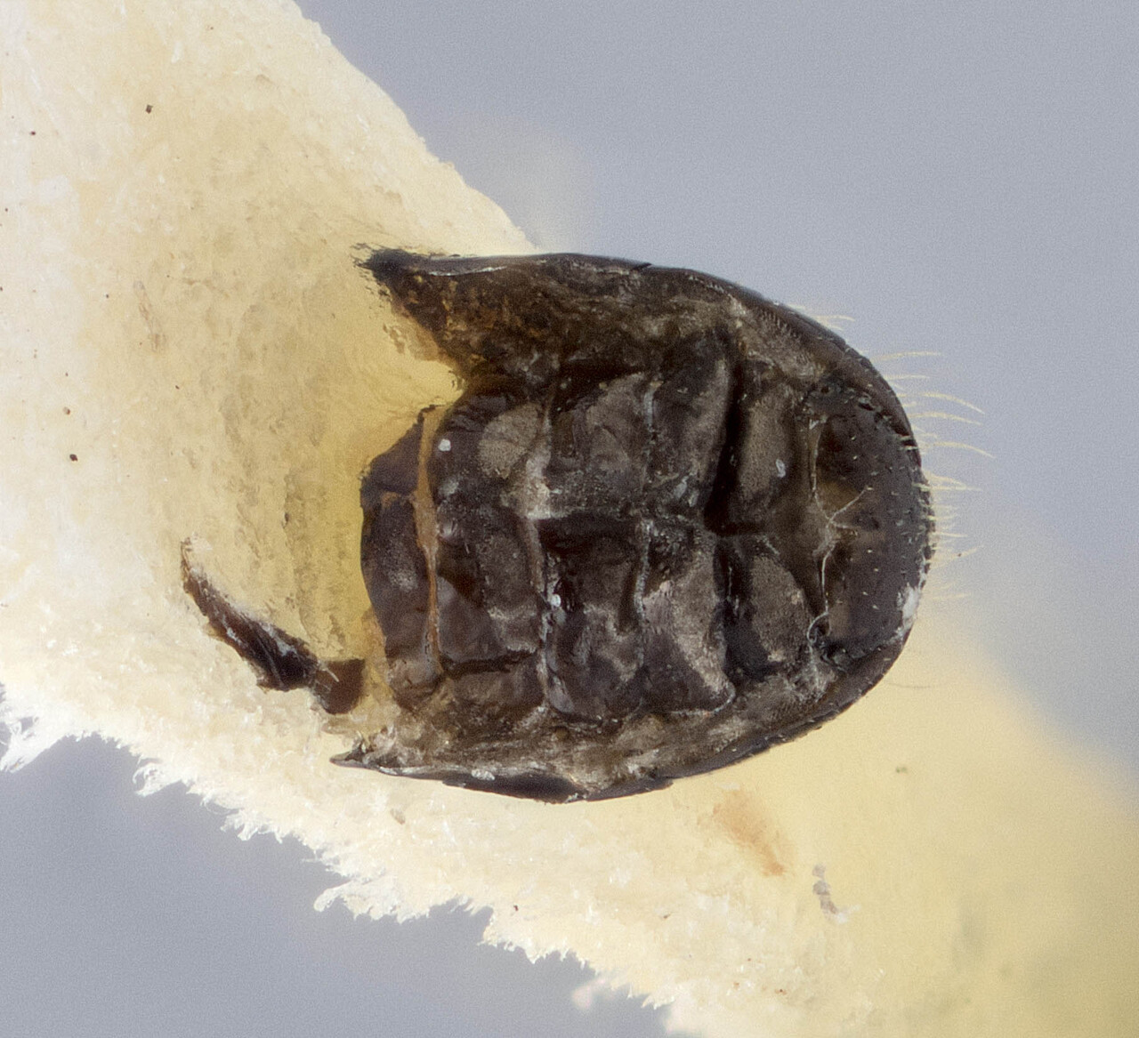 Genus / Species: Conophthorus terminalis | Image Author: J Buffam | Location: México, Nuevo León, La Primavera | Image Type: holotype | Collection: Canadian National Collection of Insects, Arachnids and Nematodes