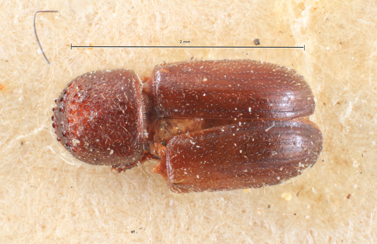 Genus / Species: Cryptocarenus punctifrons | Image Author: TH Atkinson | Location: Argentina, Buenos Aires, Isla Martín Garcia | Image Type: syntype | Collection: Museo de la Plata