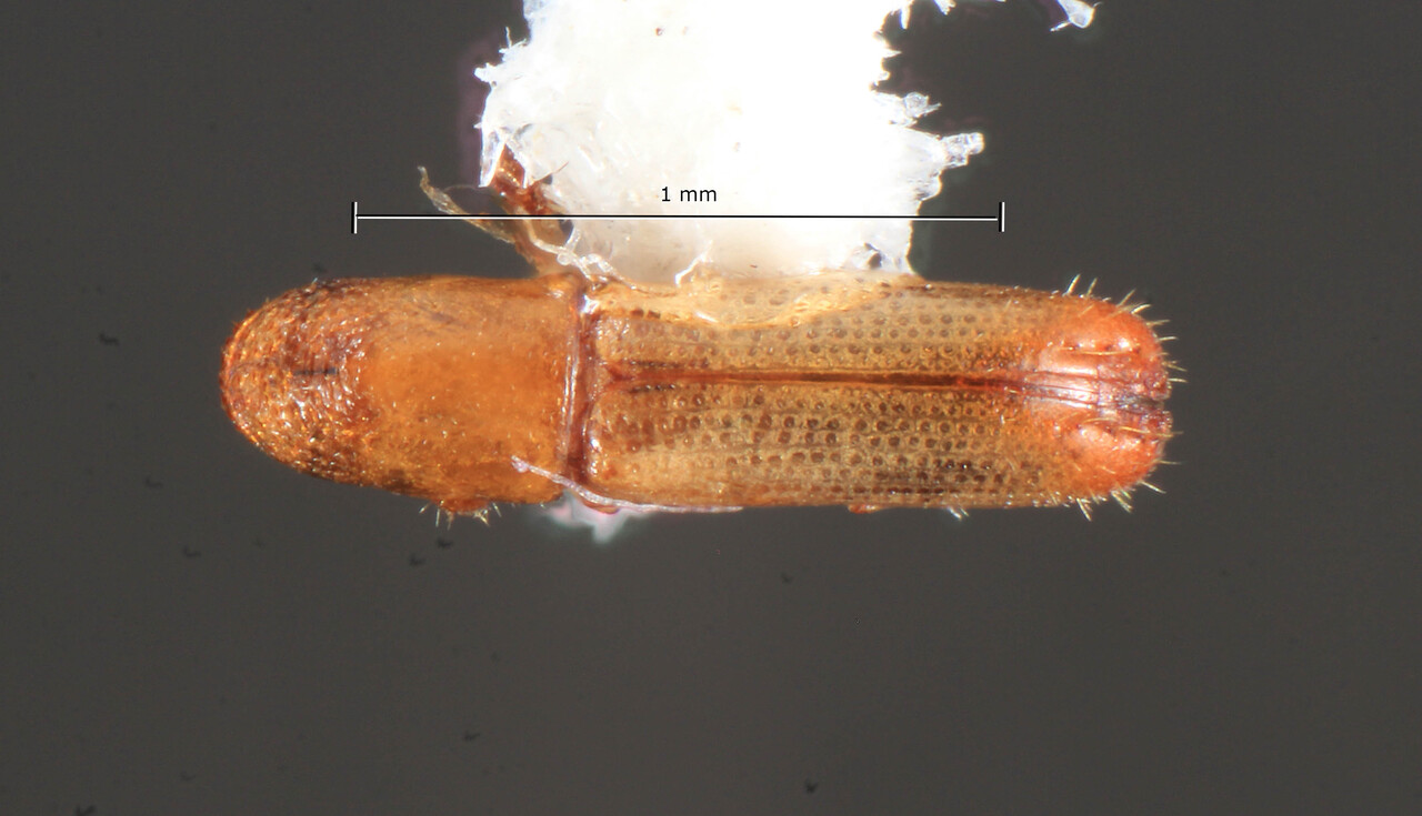 Genus / Species: Dacnophthorus cracens | Image Author: TH Atkinson | Location: Guatemala, Suchitepequez, Finca el Vesubio | Collection: University of Texas Insect Collection