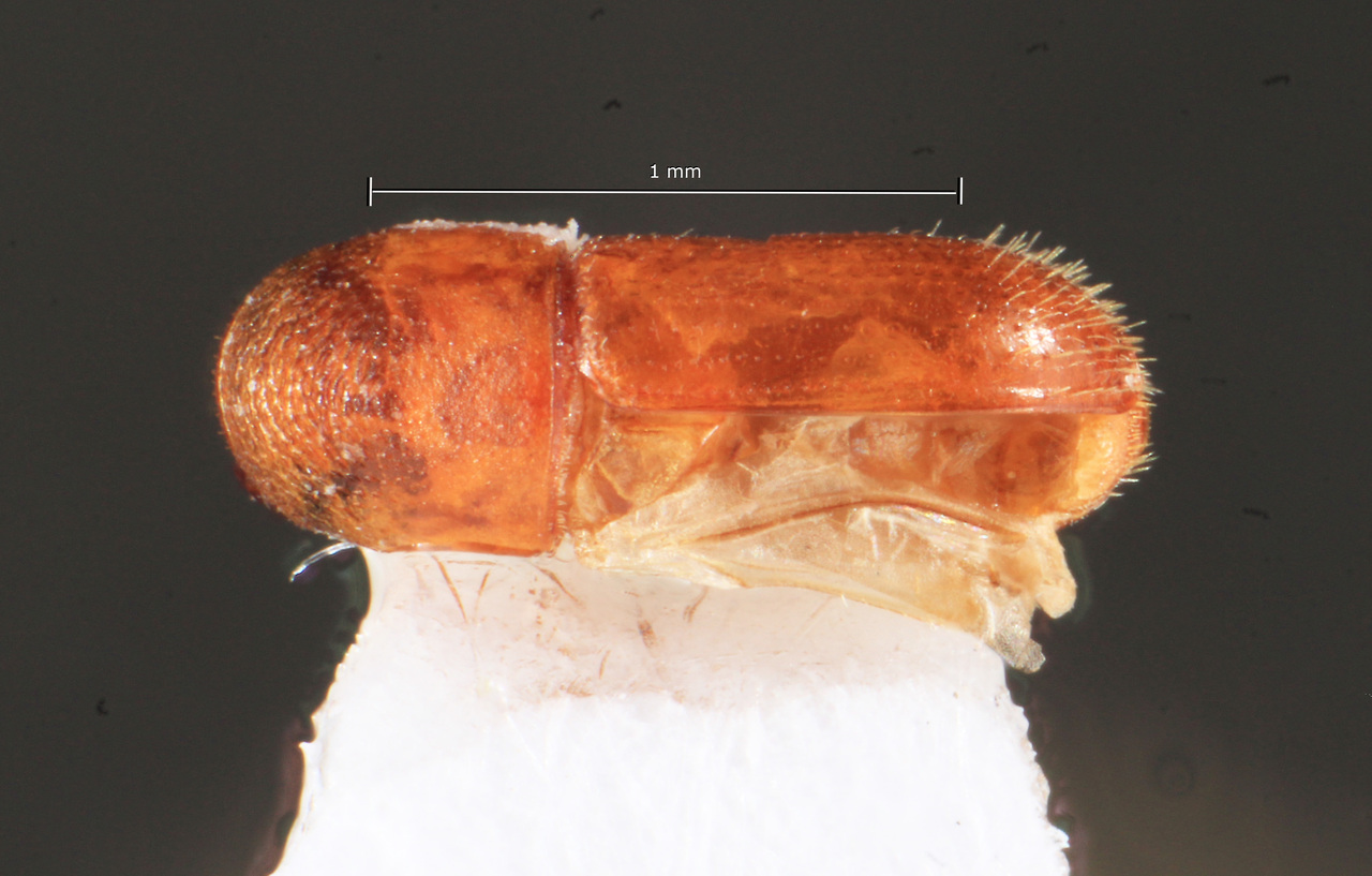 Genus / Species: Gnatholeptus semiermis | Image Author: TH Atkinson | Location: México, Campeche, Campo de Investigación Forestal 'El Tormento' | Collection: Texas A&M University Insect Collection