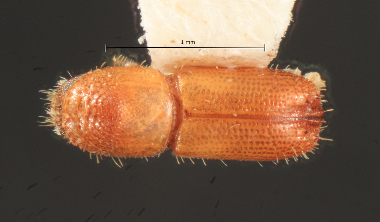 Genus / Species: Gnatholeptus shannoni | Image Author: TH Atkinson | Location: Panamá, Panamá, Las Cumbres | Collection: Texas A&M University Insect Collection