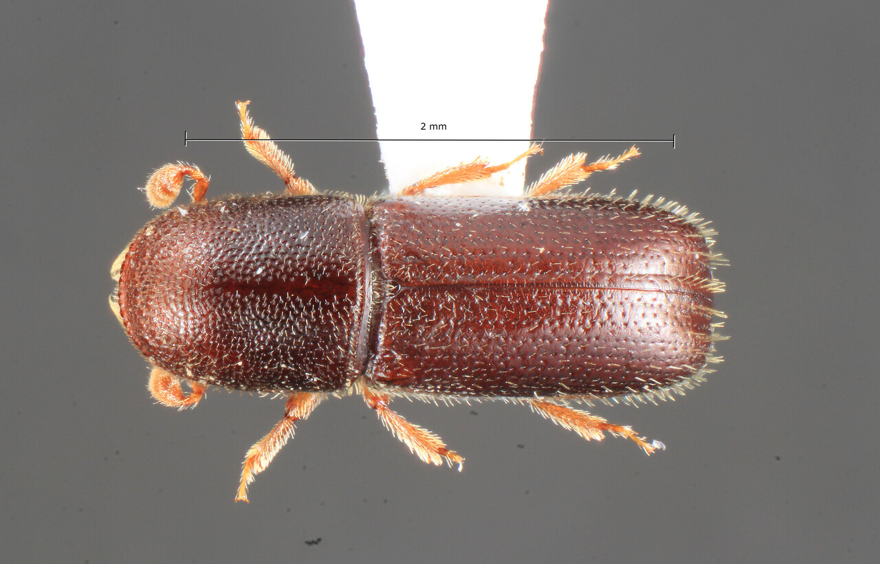 Genus / Species: Gnathoraptus mandibularis | Image Author: TH Atkinson | Location: United States, Florida, Wellington | Collection: University of Texas Insect Collection