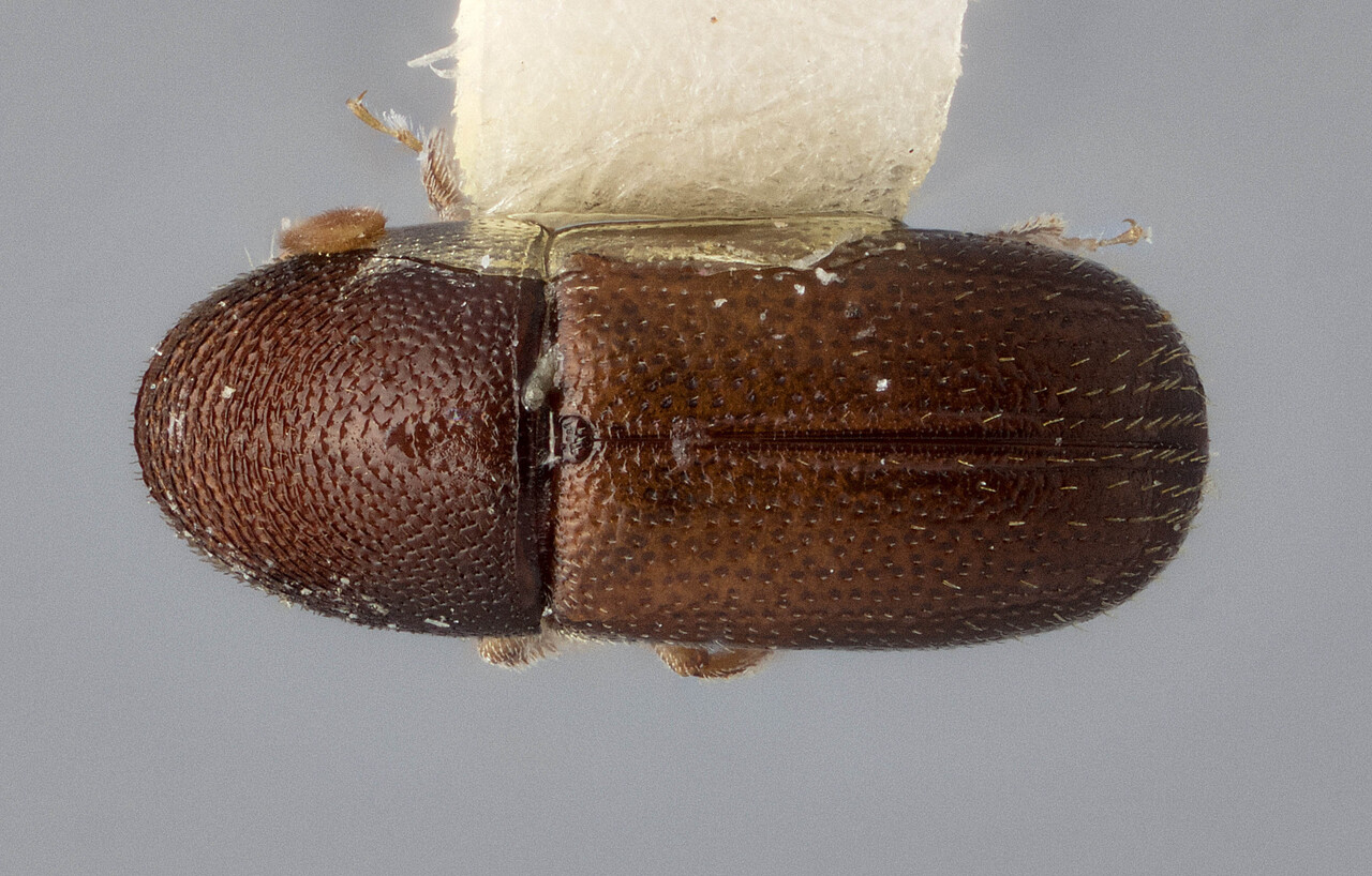 Genus / Species: Araptus decorus | Image Author: J Buffam | Location: Jamaica, Good Hope | Image Type: holotype | Collection: Canadian National Collection of Insects, Arachnids and Nematodes