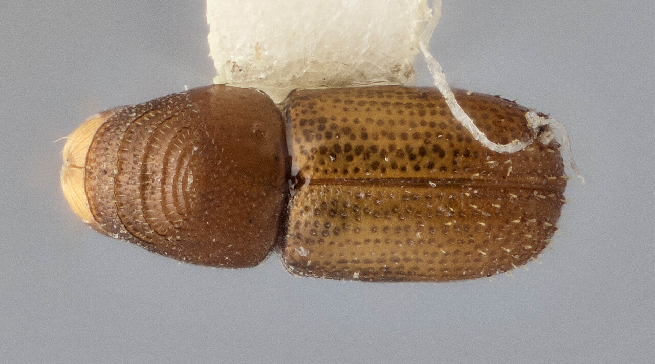 Genus / Species: Araptus macer | Image Author: J Buffam | Location: México, Veracruz, San Andrés Tuxtla, 8 km S  | Image Type: holotype | Collection: Canadian National Collection of Insects, Arachnids and Nematodes