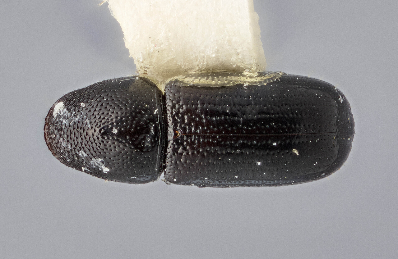 Genus / Species: Araptus niger | Image Author: J Buffam | Location: Jamaica, Hardwar Gap | Image Type: holotype | Collection: Canadian National Collection of Insects, Arachnids and Nematodes