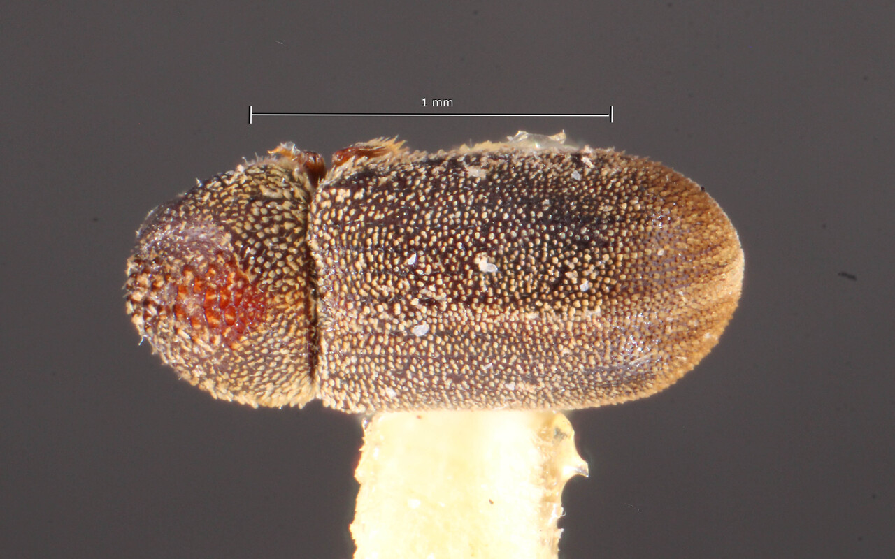 Genus / Species: Acorthylus bosqui | Image Author: TH Atkinson | Location: Argentina, Jujuy, Jujuy (provincia) | Image Type: lectotype | Collection: Naturhistorisches Museum Wien