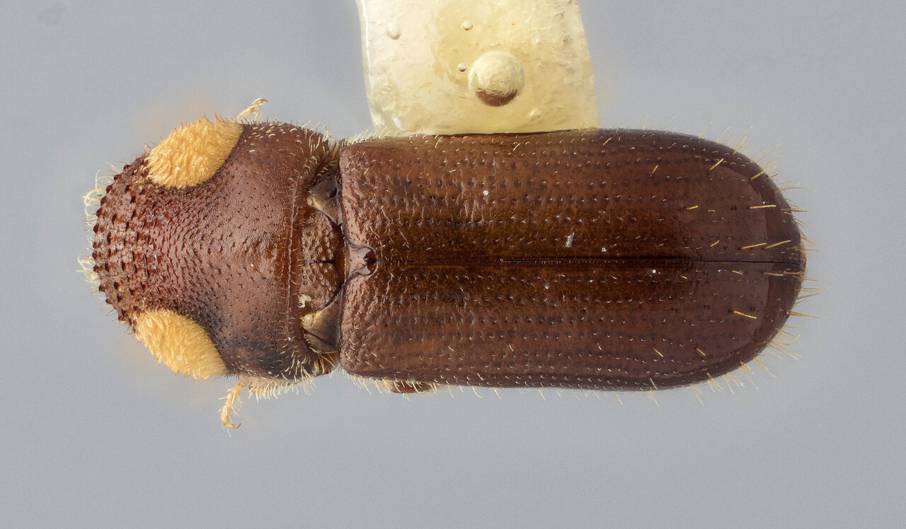 Genus / Species: Pityoborus secundus | Image Author: J Buffam | Location: México, Durango, El Salto, 37 mi (68 km) SW | Image Type: holotype | Collection: Canadian National Collection of Insects, Arachnids and Nematodes