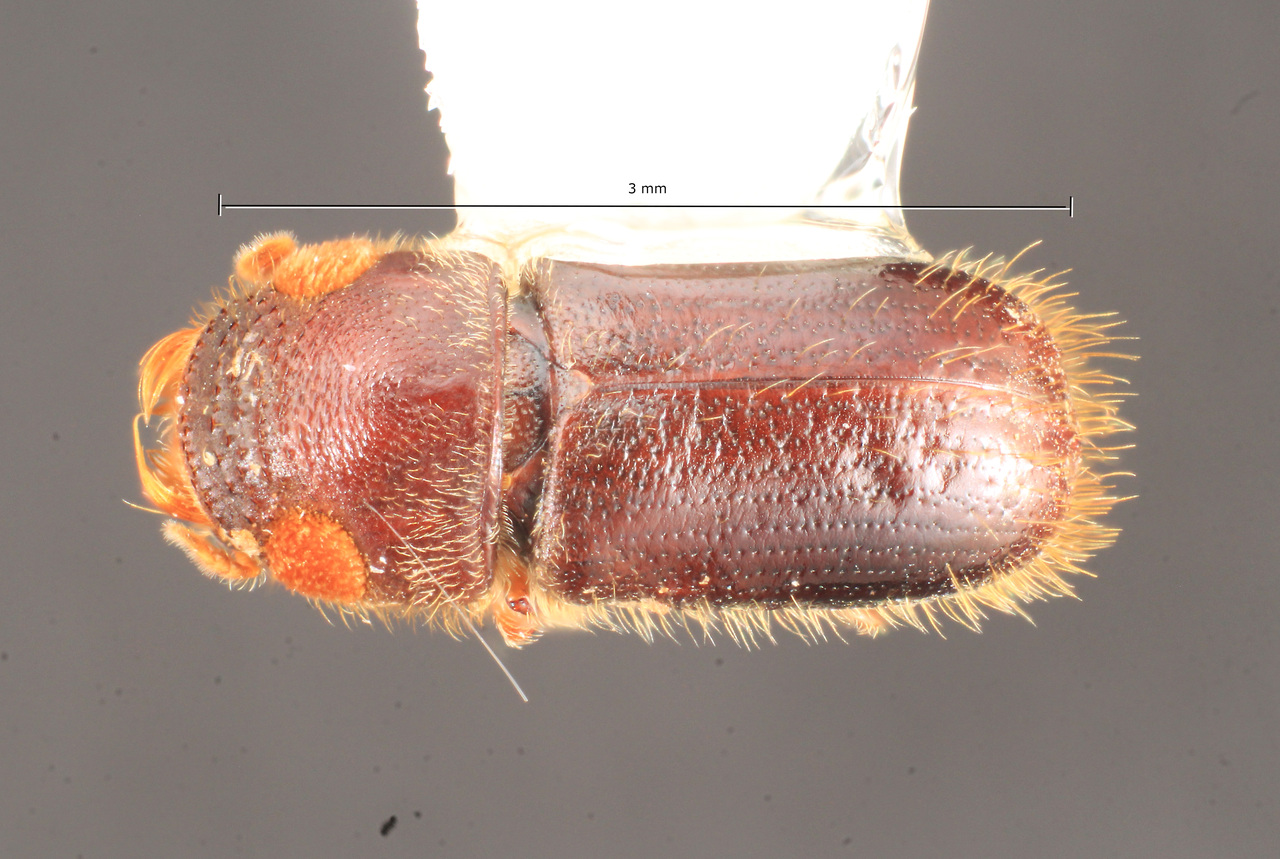 Genus / Species: Pityoborus rubentis | Image Author: TH Atkinson | Location: México, Sonora, Mesa del Campanero | Collection: University of Texas Insect Collection