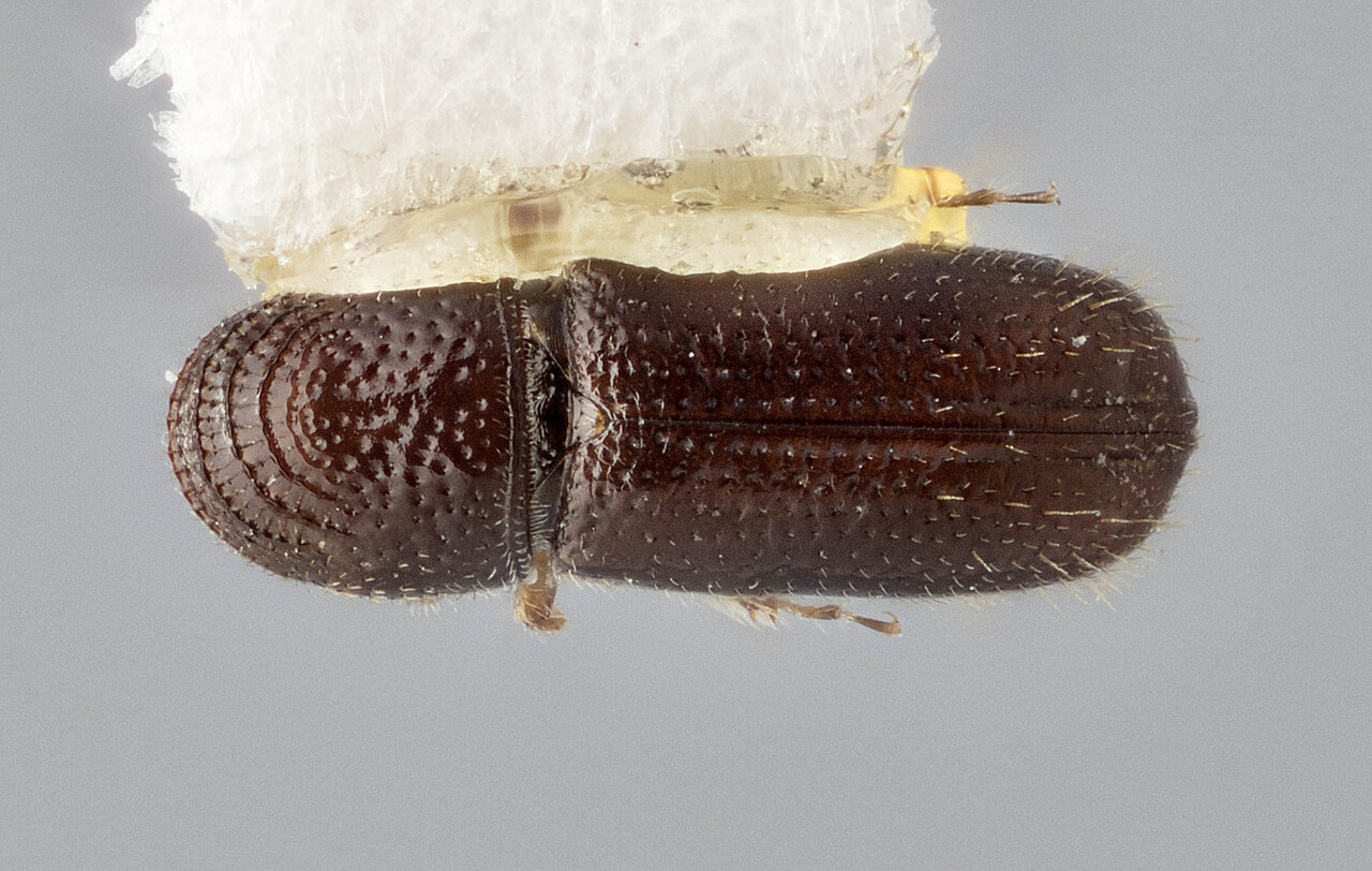 Genus / Species: Pityophthorus ablusus | Image Author: J Buffam | Location: México, Hidalgo, Pachuca | Image Type: holotype | Collection: Canadian National Collection of Insects, Arachnids and Nematodes