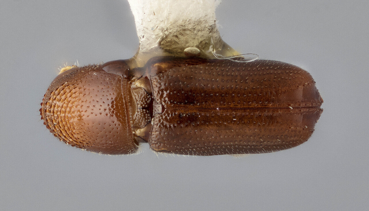 Genus / Species: Pityophthorus murrayanae | Image Author: J Buffam | Location: United States, Wyoming, Granite Pass | Image Type: holotype | Collection: Canadian National Collection of Insects, Arachnids and Nematodes