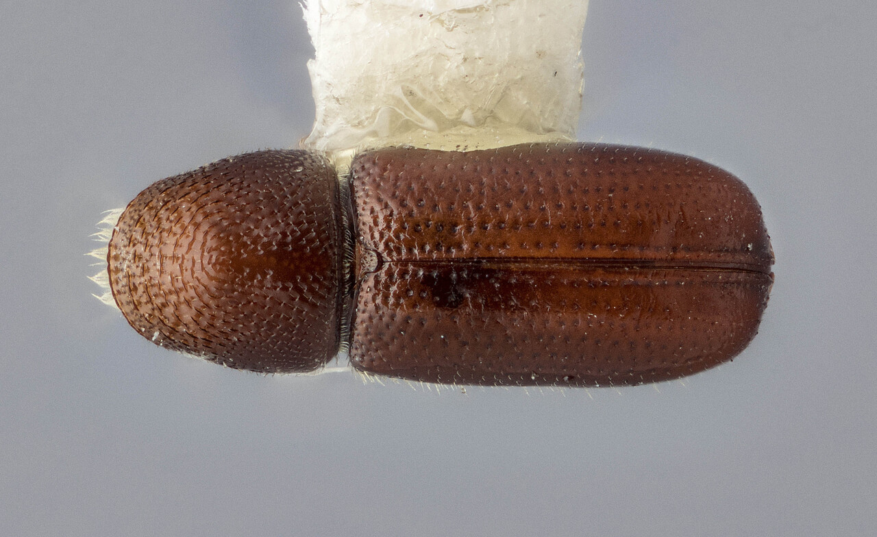 Genus / Species: Pityophthorus nitidus | Image Author: J Buffam | Location: Canada, Yukon, Rampart House | Image Type: holotype | Collection: Canadian National Collection of Insects, Arachnids and Nematodes