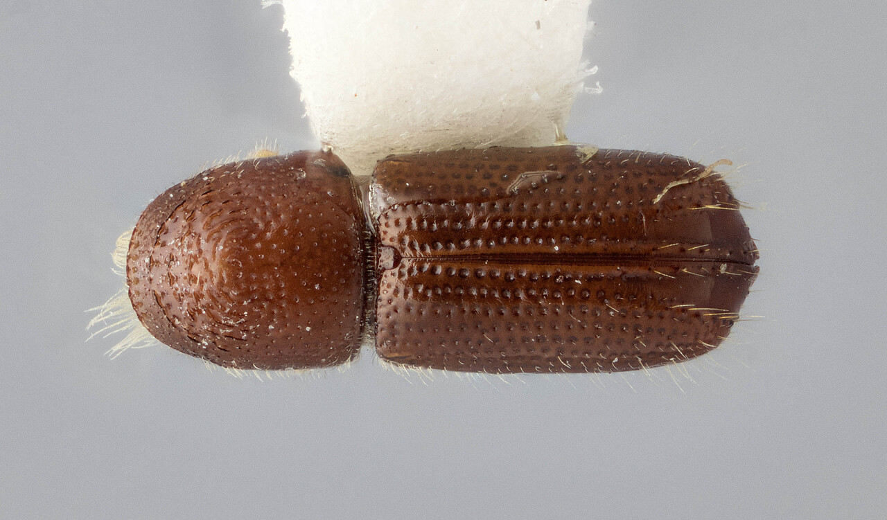 Genus / Species: Pityophthorus arcanus | Image Author: J Buffam | Location: United States, Arizona, Sta. Catalina Mtns., Bear Canyon | Image Type: holotype | Collection: Canadian National Collection of Insects, Arachnids and Nematodes