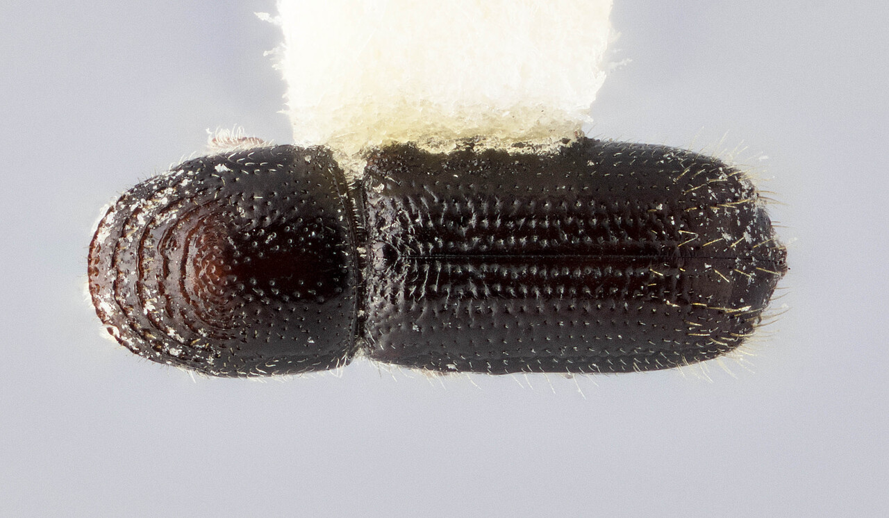 Genus / Species: Pityophthorus atkinsoni | Image Author: J Buffam | Location: México, Hidalgo, El Cardonal | Image Type: holotype | Collection: Canadian National Collection of Insects, Arachnids and Nematodes