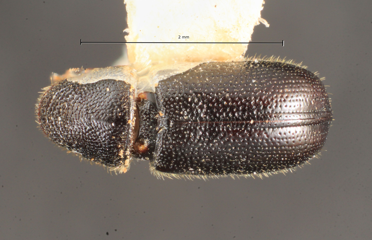 Genus / Species: Pityophthorus aztecus | Image Author: TH Atkinson | Location: México, México, Avila Camacho | Collection: T.H. Atkinson, synoptic collection