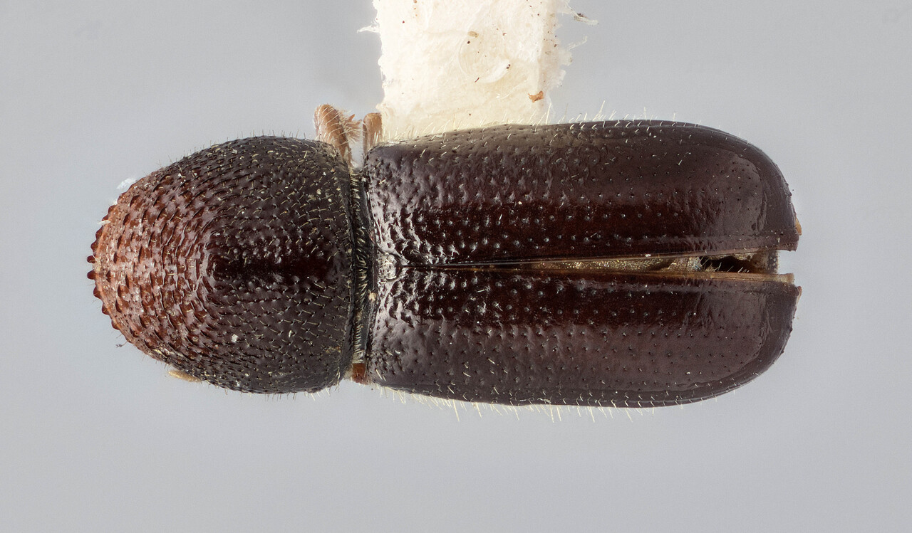 Genus / Species: Pityophthorus boycei | Image Author: J Buffam | Location: United States, California, Cisco  | Image Type: holotype | Collection: Canadian National Collection of Insects, Arachnids and Nematodes