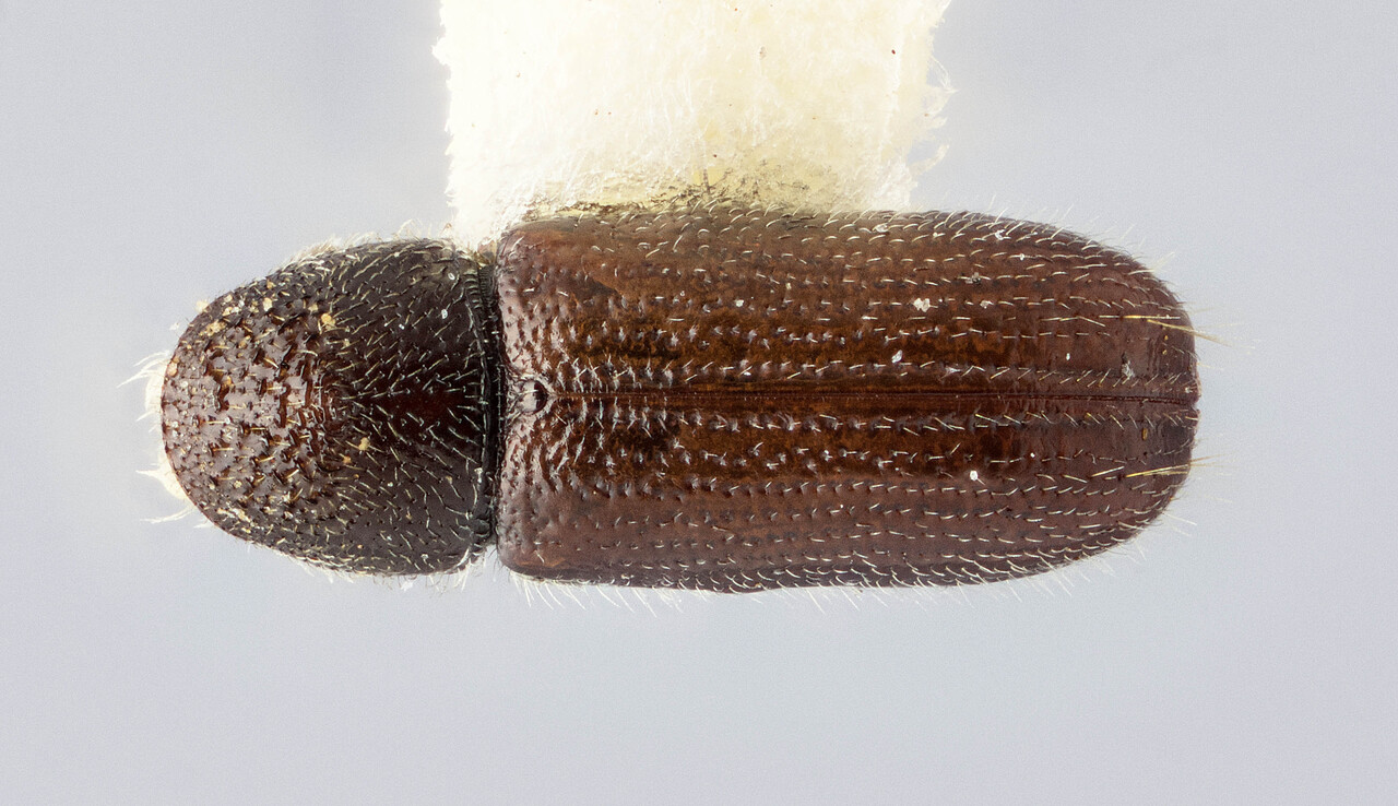 Genus / Species: Pityophthorus bravoi | Image Author: J Buffam | Location: México, México, Carr. México-Popocatéptl, km 85 | Image Type: holotype | Collection: Canadian National Collection of Insects, Arachnids and Nematodes