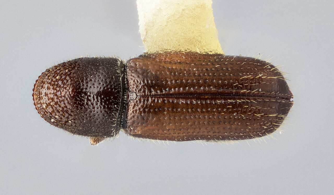 Genus / Species: Pityophthorus brevicomatus | Image Author: J Buffam | Location: México, Nuevo León, Cerro Potosi | Image Type: holotype | Collection: Canadian National Collection of Insects, Arachnids and Nematodes