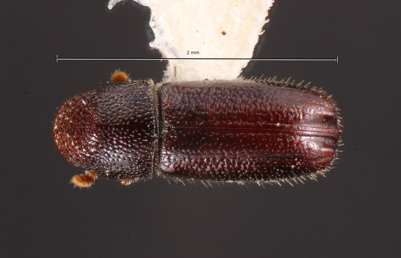 Genus / Species: Pityophthorus briscoei | Image Author: TH Atkinson | Location: United States, Vermont, E Charleston | Collection: Texas A&M University Insect Collection