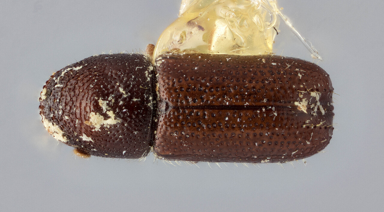 Genus / Species: Pityophthorus cariniceps | Image Author: J Buffam | Location: Canada, Quebec, Ste. Anne de Bellevue | Image Type: lectotype | Collection: Canadian National Collection of Insects, Arachnids and Nematodes