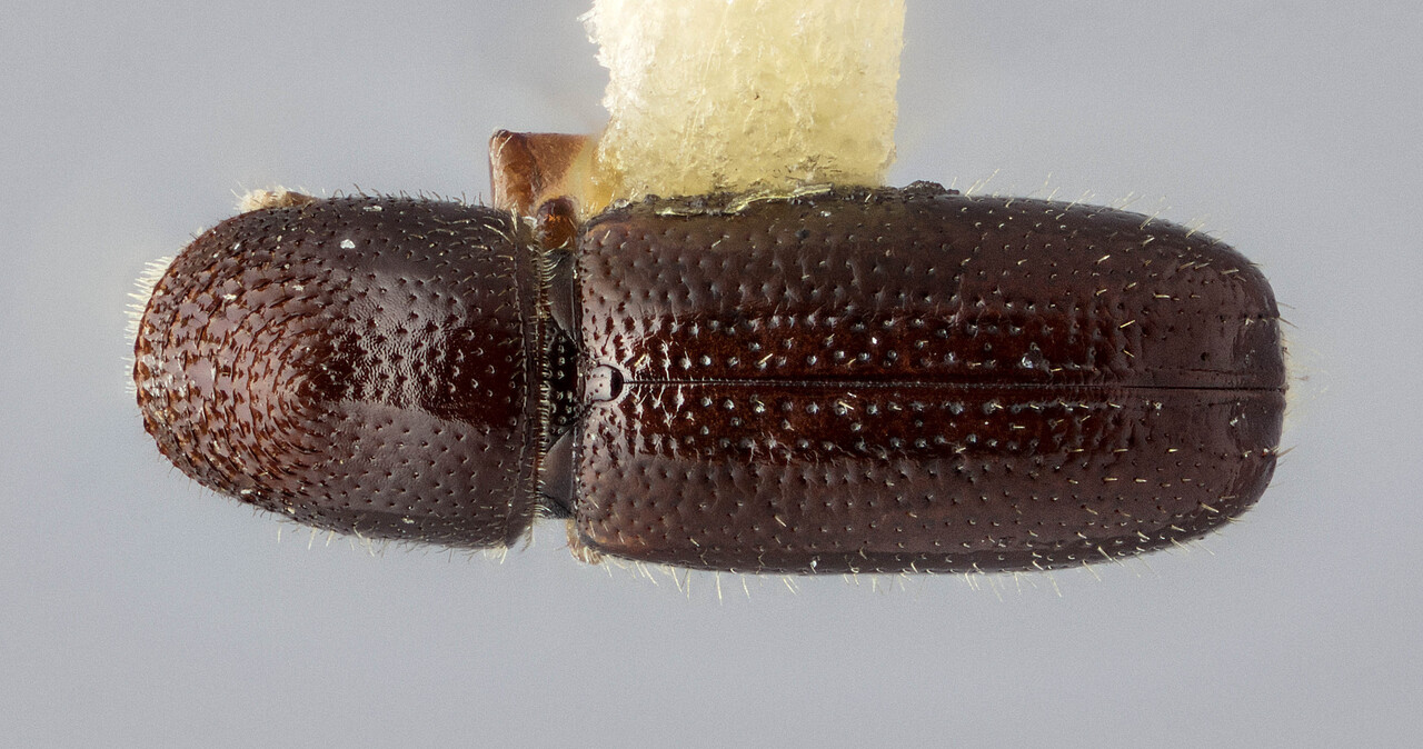 Genus / Species: Pityophthorus cavatus | Image Author: J Buffam | Location: Canada, Saskatchewan, Canoe Lake | Image Type: holotype | Collection: Canadian National Collection of Insects, Arachnids and Nematodes