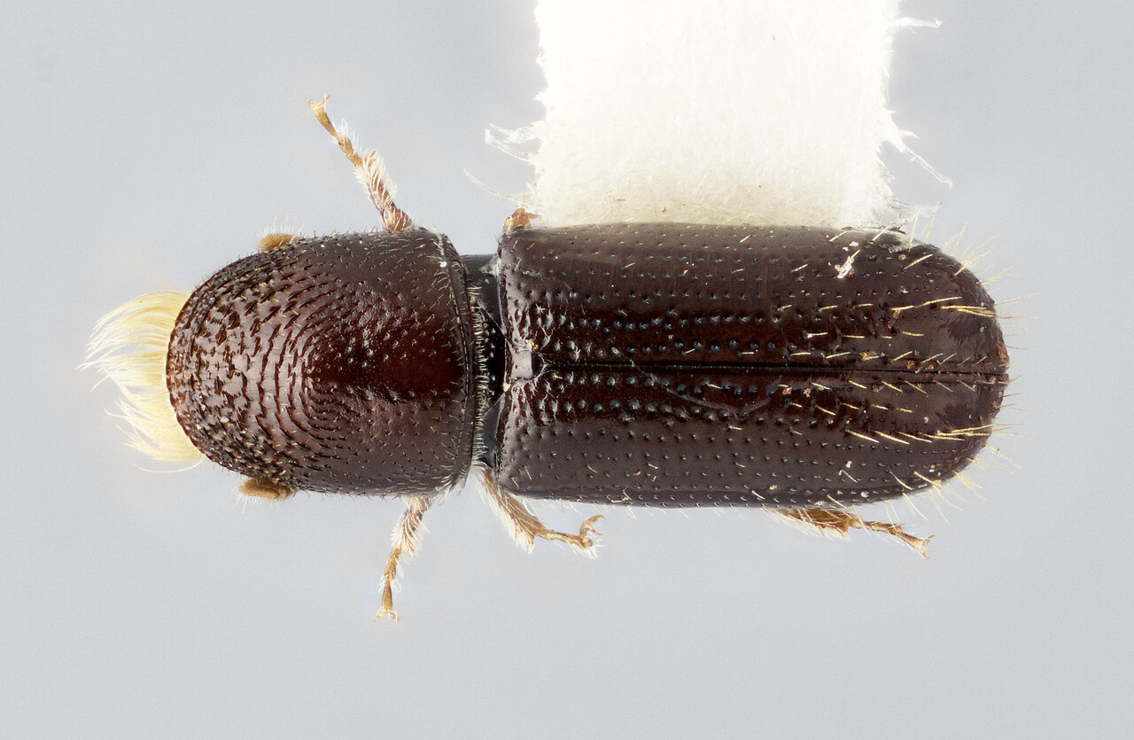 Genus / Species: Pityophthorus nigricans | Image Author: J Buffam | Location: México, Chiapas, San Cristobal, 8 mi (13 km) E | Image Type: holotype | Collection: Canadian National Collection of Insects, Arachnids and Nematodes