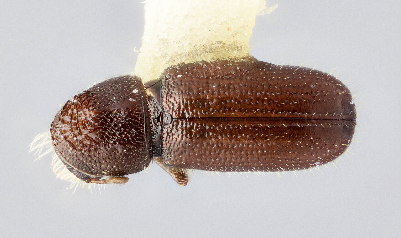 Genus / Species: Pityophthorus clivus | Image Author: J Buffam | Location: México, Nuevo León, Cerro Potosi | Image Type: holotype | Collection: Canadian National Collection of Insects, Arachnids and Nematodes