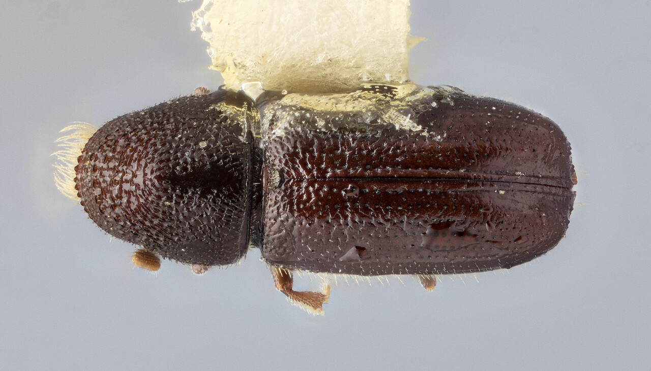 Genus / Species: Pityophthorus toralis | Image Author: J Buffam | Location: Canada, British Columbia, Nahun 15 mi W, Terrace Mt. | Image Type: holotype | Collection: Canadian National Collection of Insects, Arachnids and Nematodes