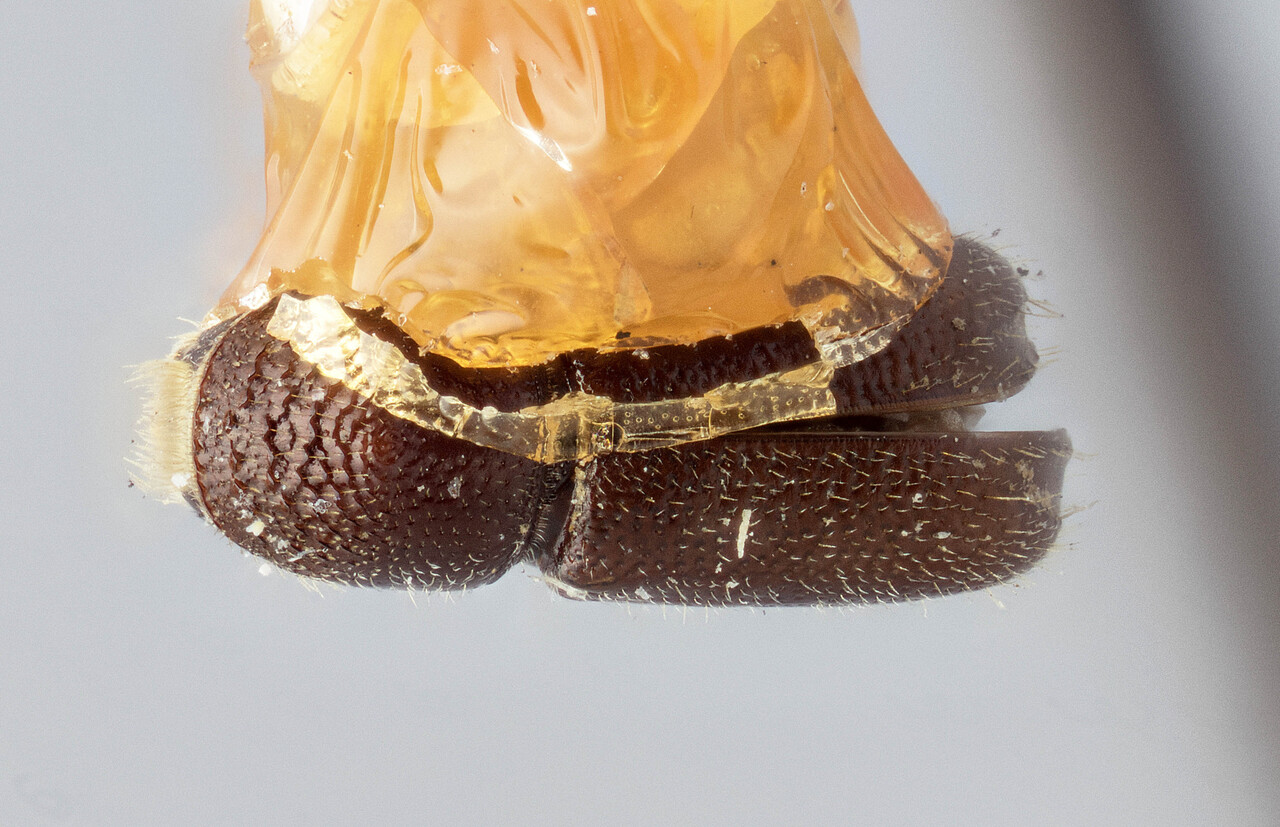 Genus / Species: Pityophthorus confertus | Image Author: J Buffam | Location: Canada, British Columbia, Adams Lake | Image Type: lectotype | Collection: Canadian National Collection of Insects, Arachnids and Nematodes