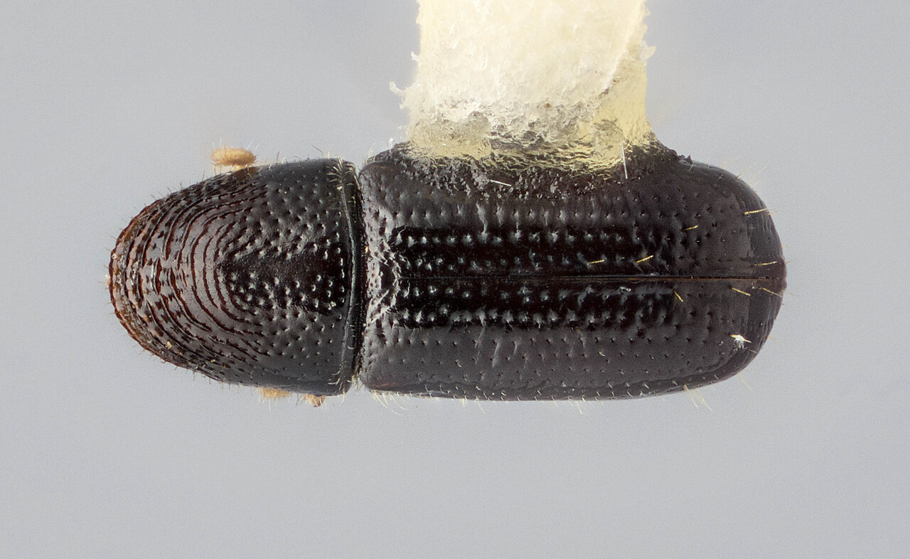 Genus / Species: Pityophthorus conscriptus | Image Author: J Buffam | Location: México, Morelos, Cerro La Herradura | Image Type: holotype | Collection: Canadian National Collection of Insects, Arachnids and Nematodes