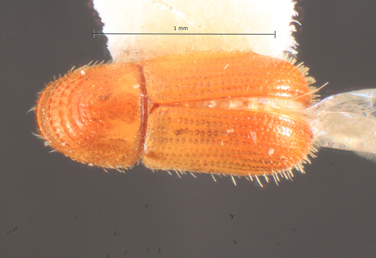 Genus / Species: Pityophthorus convexus | Image Author: TH Atkinson | Location: Jamaica, Mandeville | Image Type: holotype | Collection: Florida State Collection of Arthropods
