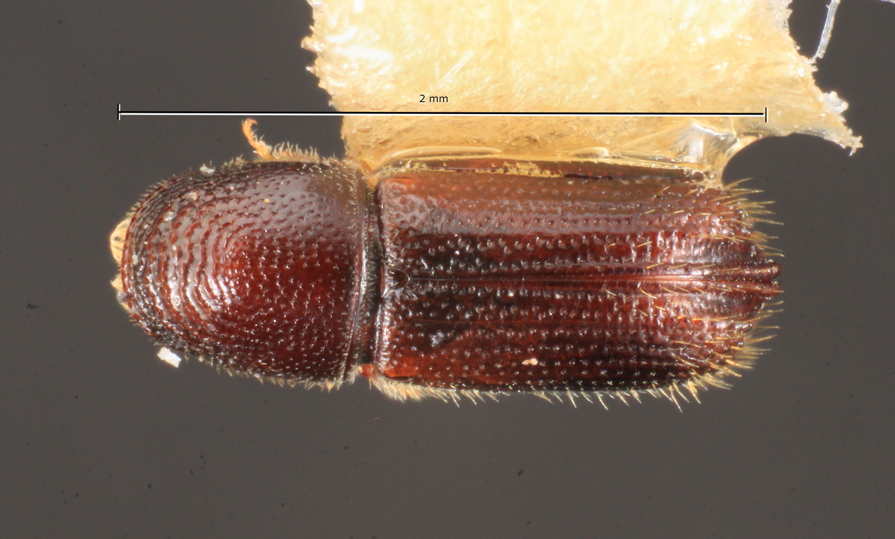 Genus / Species: Pityophthorus coronarius | Image Author: TH Atkinson | Location: México, Guerrero, Chilapa | Collection: Centro de Entomología y Acarología