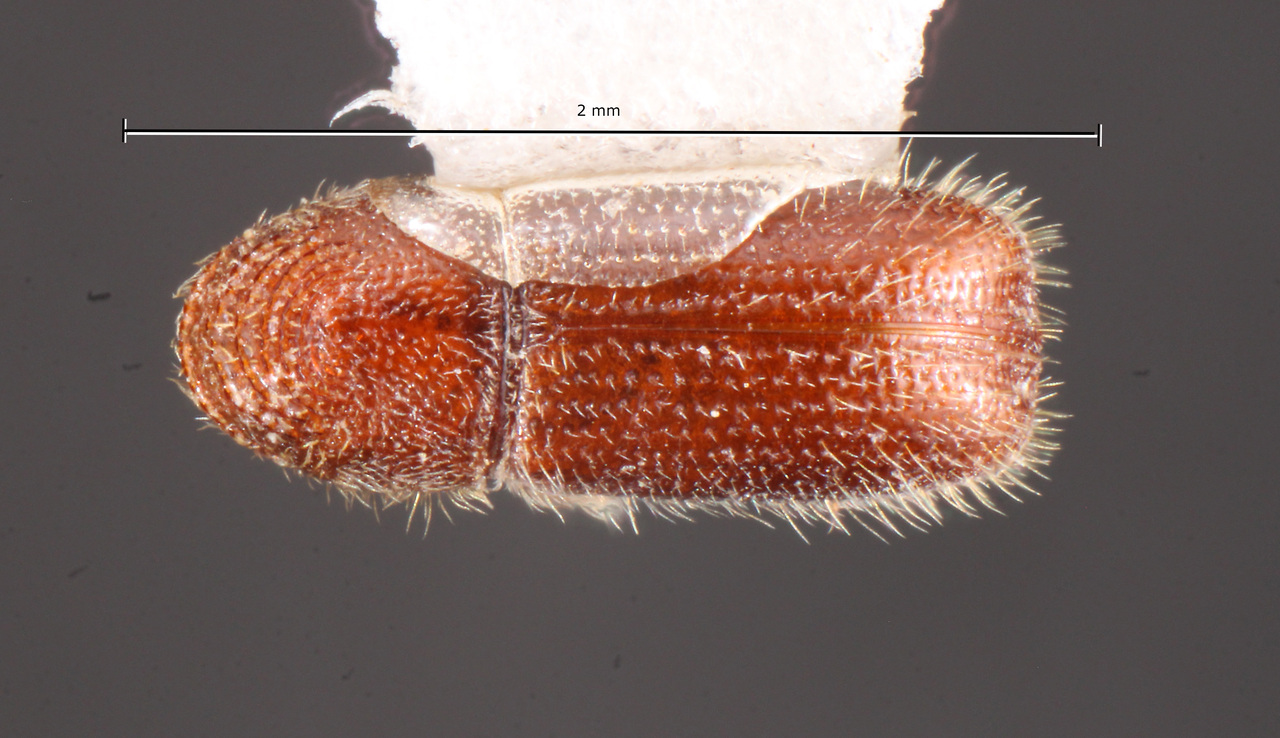 Genus / Species: Pityophthorus corruptus | Image Author: TH Atkinson | Location: México, México, San Rafael | Collection: Texas A&M University Insect Collection