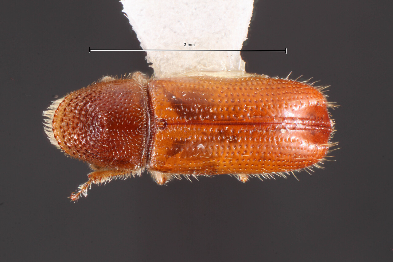 Genus / Species: Pityophthorus cortezi | Image Author: TH Atkinson | Location: México, Veracruz, Cofre de Perote | Collection: Texas A&M University Insect Collection