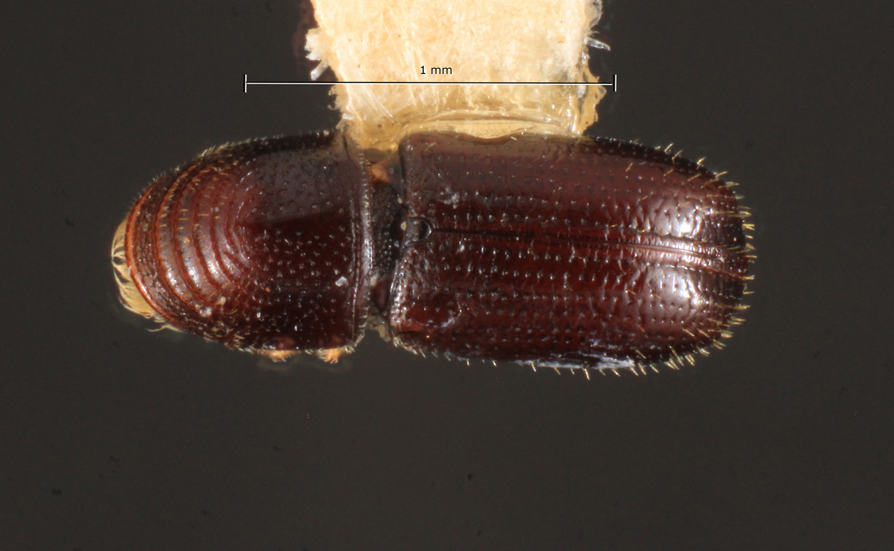 Genus / Species: Pityophthorus costabilis | Image Author: TH Atkinson | Location: México, Guerrero, Chilapa | Collection: Centro de Entomología y Acarología