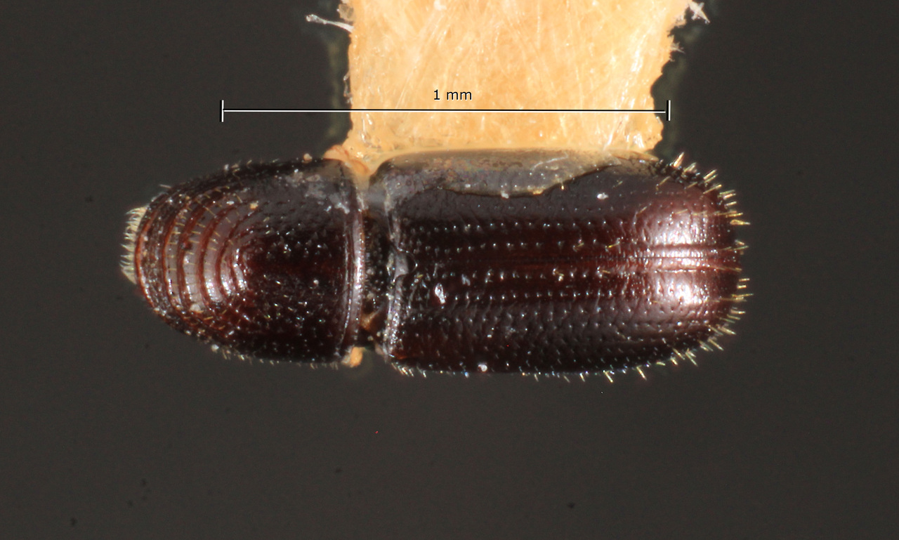 Genus / Species: Pityophthorus costatulus | Image Author: TH Atkinson | Location: México, Guerrero, Chilapa | Collection: Centro de Entomología y Acarología