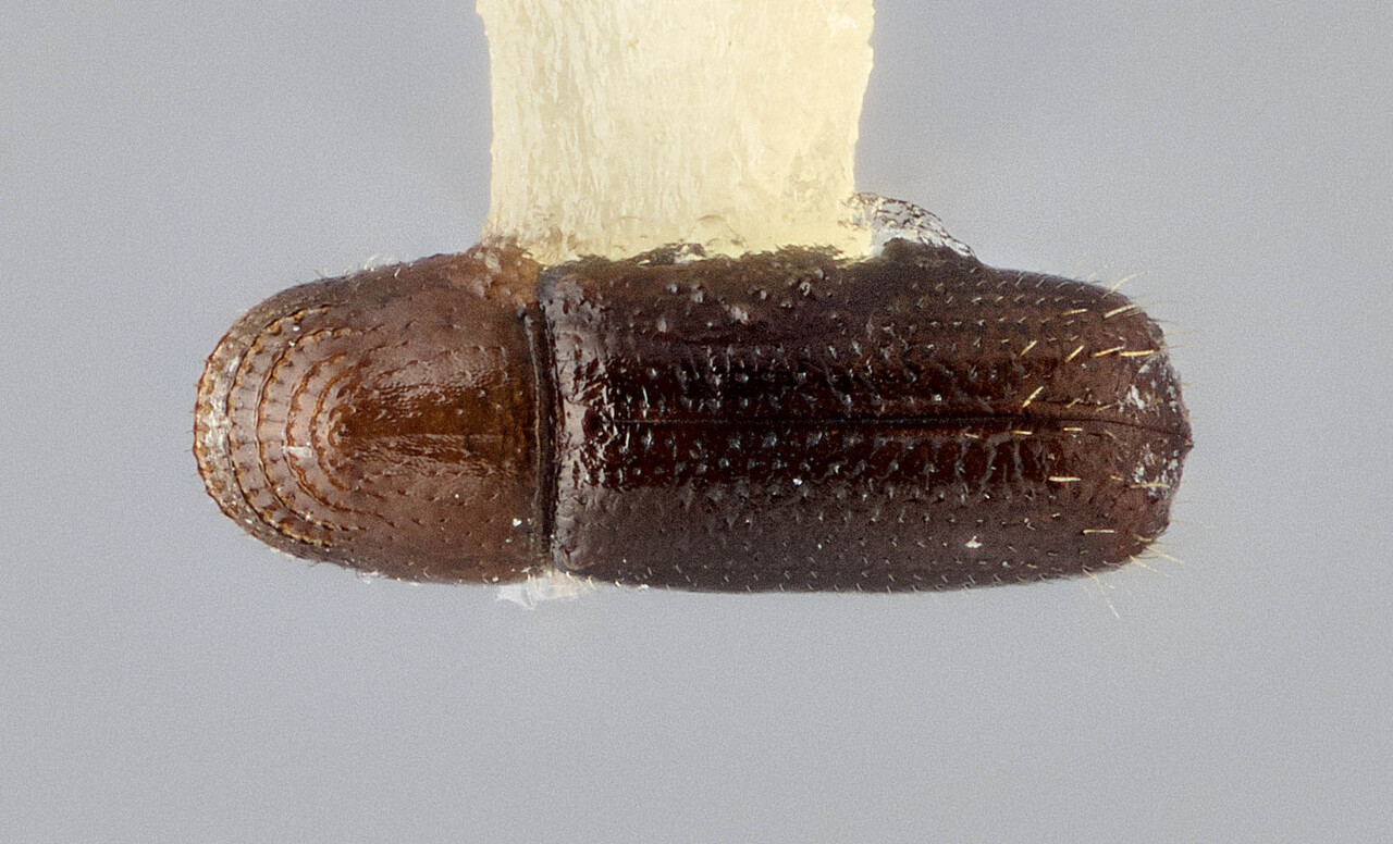 Genus / Species: Pityophthorus cracentis | Image Author: J Buffam | Location: México, Morelos, Carr. Xochicalco-Cuentepec, km 6 | Image Type: holotype | Collection: Canadian National Collection of Insects, Arachnids and Nematodes