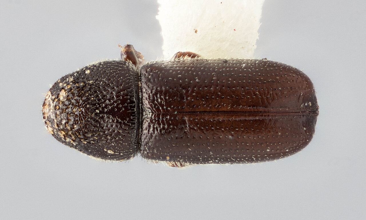 Genus / Species: Pityophthorus culminicolae | Image Author: J Buffam | Location: México, Nuevo León, Cerro Potosi | Image Type: holotype | Collection: Canadian National Collection of Insects, Arachnids and Nematodes