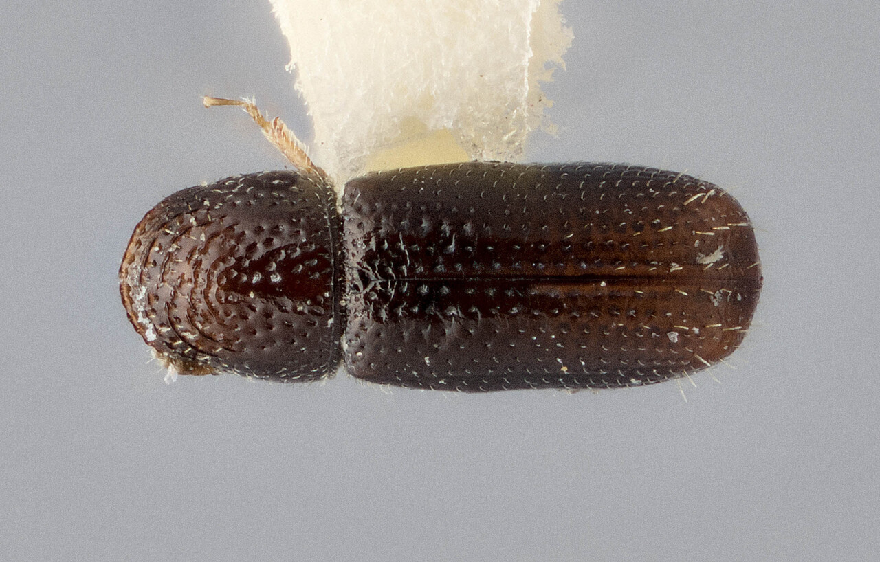 Genus / Species: Pityophthorus declivisetosus | Image Author: J Buffam | Location: México, Oaxaca, Nochixtlan, 32 mi SE | Image Type: holotype | Collection: Canadian National Collection of Insects, Arachnids and Nematodes