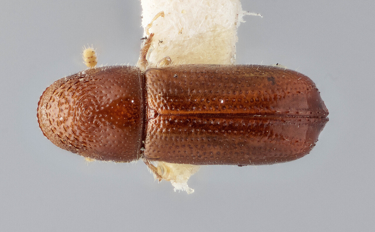 Genus / Species: Pityophthorus desultorius | Image Author: J Buffam | Location: México, Puebla, Oriental | Image Type: holotype | Collection: Canadian National Collection of Insects, Arachnids and Nematodes