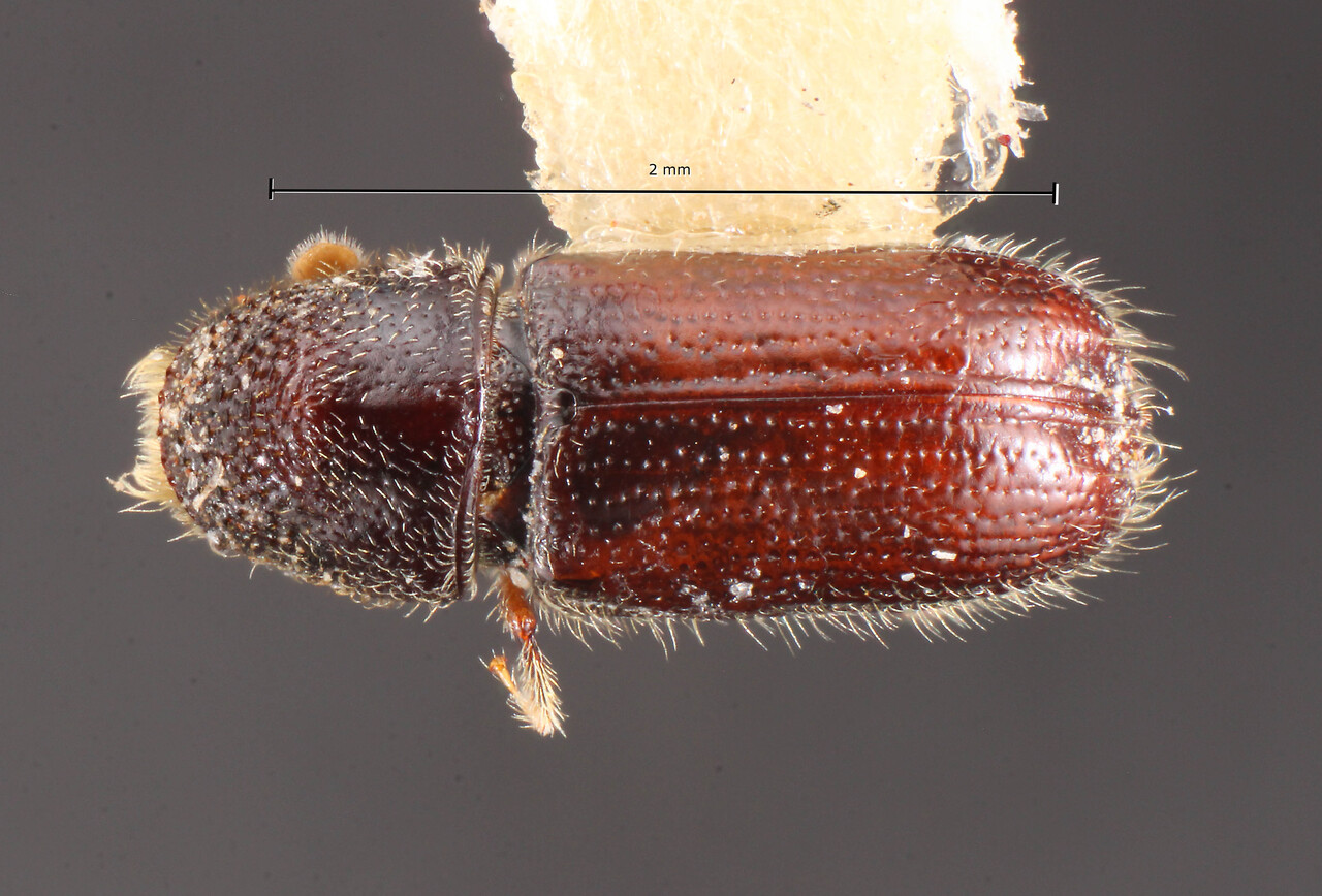 Genus / Species: Pityophthorus diglyphus | Image Author: TH Atkinson | Location: México, Morelos, Volcan Chichinautzin | Collection: Texas A&M University Insect Collection