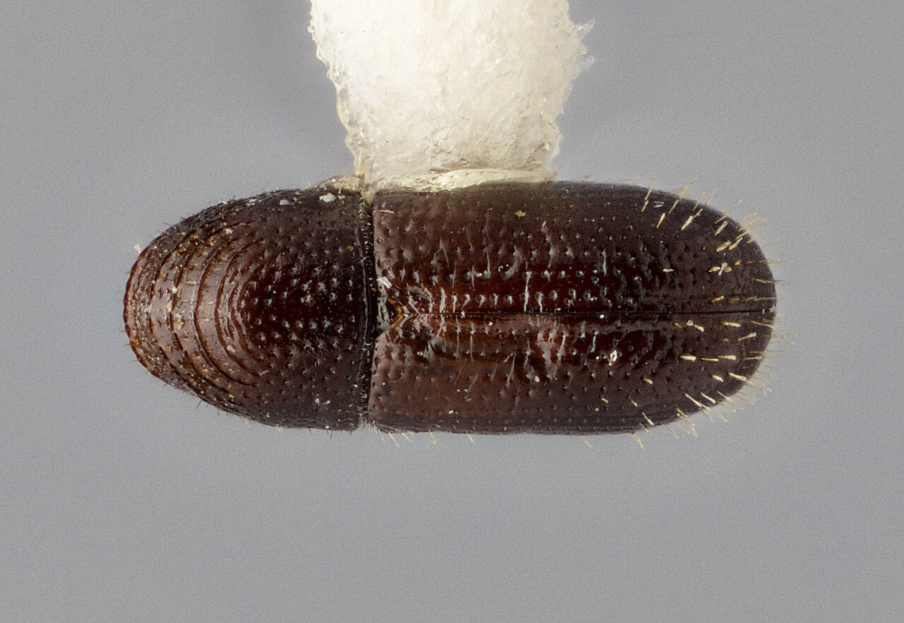 Genus / Species: Pityophthorus diversus | Image Author: J Buffam | Location: Jamaica, Cornwall Mountain | Image Type: holotype | Collection: Canadian National Collection of Insects, Arachnids and Nematodes