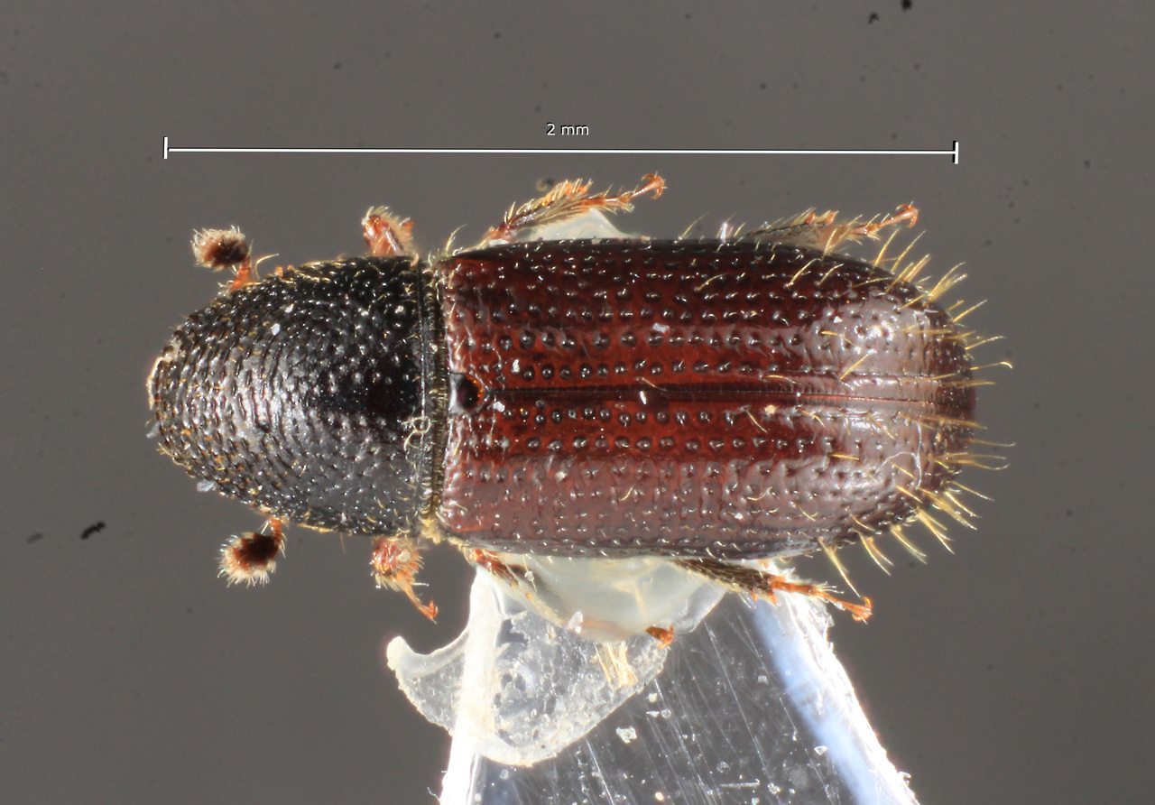 Genus / Species: Pityophthorus donbrighti | Image Author: TH Atkinson | Location: Perú, Junin, Calabaza, 4 km S | Image Type: paratype | Collection: University of Texas Insect Collection